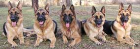 Kassaar German Shepherds